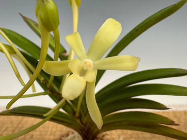 Neofinetia falcata 'Kiryu' - 黄龍 - Individual Listing