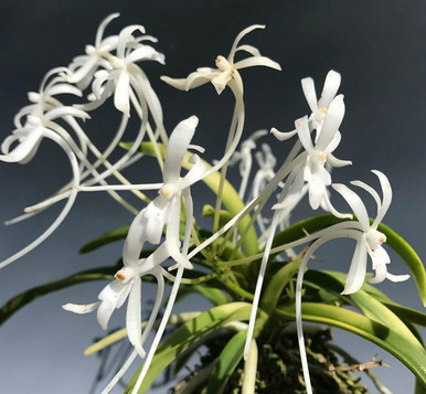 Neofinetia falcata 'Daiunkai' 大雲海