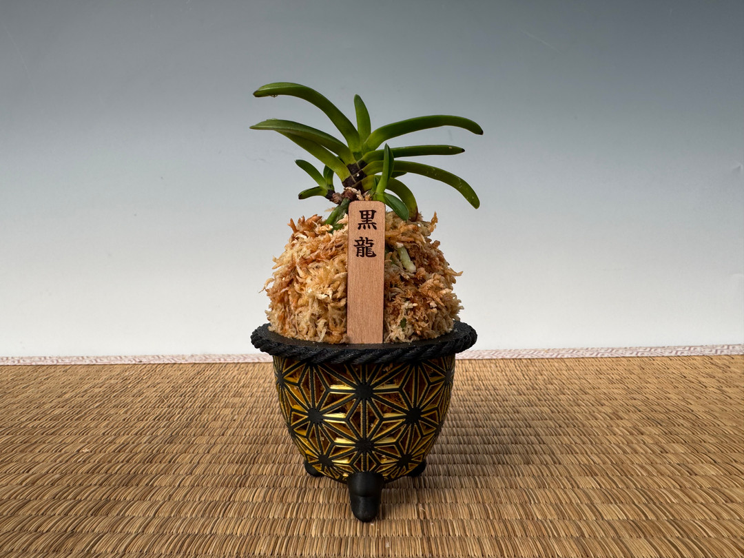 Neofinetia falcata 'Kokuryu' - 黒龍 - Individual Listing