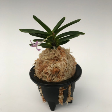 Neofinetia hybrid, Benikongo