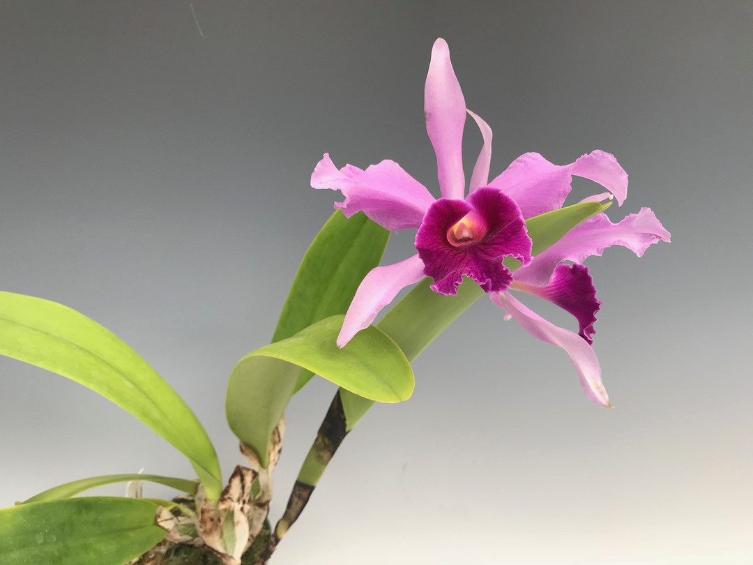 e532b60c-c27c-4df5-9985-87687d49639f