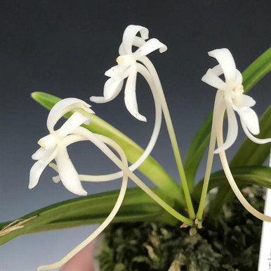 Neofinetia falcata 'Kishusekko' 紀州雪虎