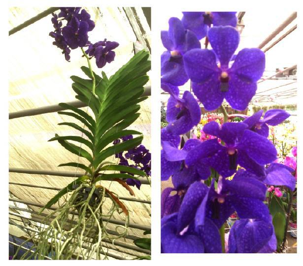 POWERS TO FLOWERS - ORCHIDEA WANDA BLU IN VASO VETRO, pianta vera